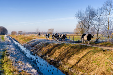 Słoneczny poranek z przymrozkiem i szronem, Podlasie, Polska © podlaski49