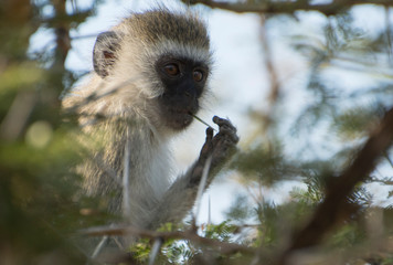 Vervet Monkey in Acacia tree