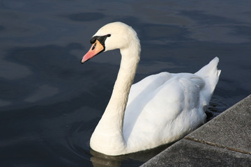 Swan gorgeous on grey water surface. Animals natural environment. Swans natural environment concept. Swan gorgeous bird. Swans in pond in Prague, Chezh
