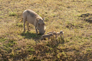 Obraz na płótnie Canvas Female Warthog with group of babies