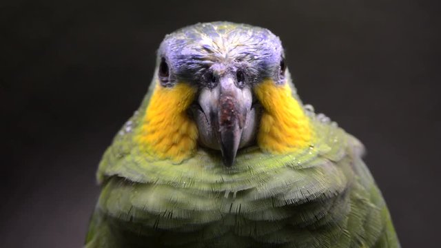 Bird scene of a Orange-winged Parrot (Amazona amazonica). Close on its head. Drops of rain fall on its head. A drop trickles down its beak. Bird in captivity.