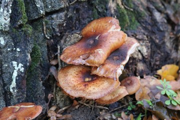 Paxillus