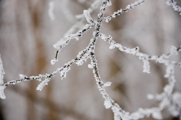 frost on branches
