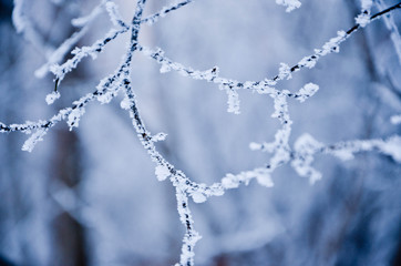 ice on a branch