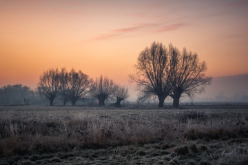 Fototapeta na wymiar Landscape with willows on a frosty morning