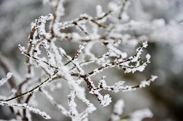 branch of a tree
