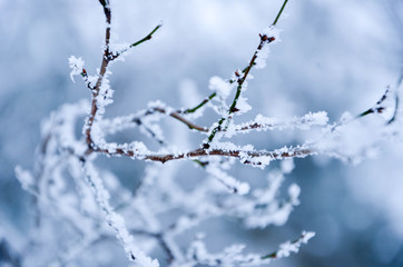 branch of a tree covered with snow