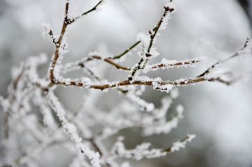 branch of a tree