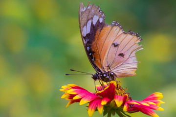 Beautiful Plain Tiger Butterfly sitting on the flower plants in its natural habitat