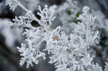 branch of a tree in winter