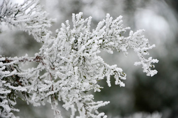 branch of a tree in winter