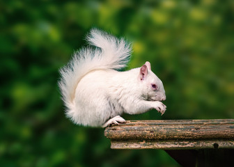 A rare wild white albino squirrel sitting on a wooden platform eating with his fluffy tail curled up above his head.