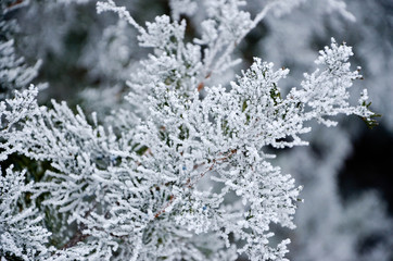 flowers in snow