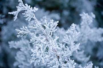 frost on the branches
