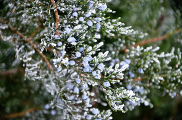 branch of a tree