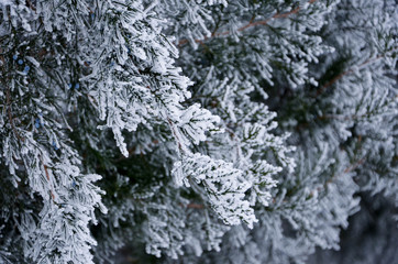 snow covered branches