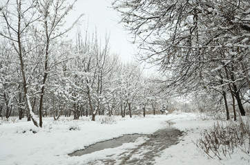 Fototapeta na wymiar winter in the park