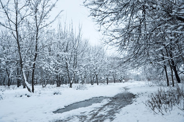 Naklejka premium winter in the forest