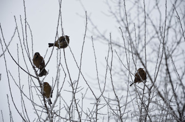 birds on wire