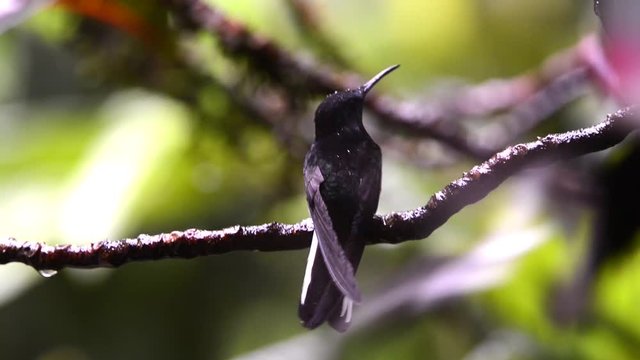 A Hummingbird perched on a branch. Look to the right and then it flies. Other Hummingbirds flies around.