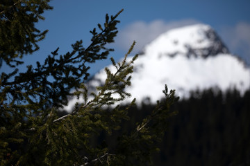 Mount Rainier National Park, WA, USA. 