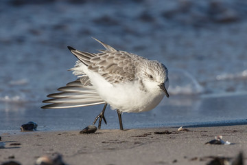 sanderling