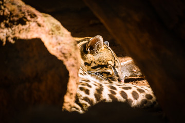 Obraz premium Ocelot