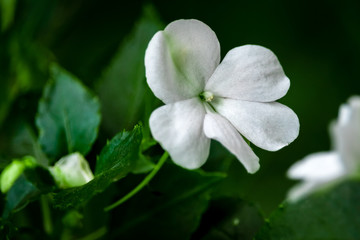 Obraz premium white flower
