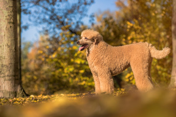 Apricot standard poodle portrait in the colorful autumn with leaves in the park