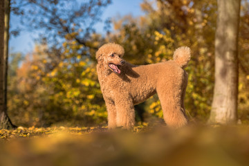 Apricot poodle in the park in autumn