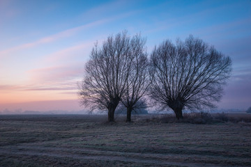 Fototapeta na wymiar Landscape with willows on a frosty morning