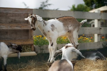 Fototapeta premium baby goats