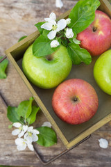 Fresh sweet juicy red and green apples with flowers on a wooden background