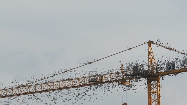Flocks of birds on a construction crane preparing to emigrate to warm countries
