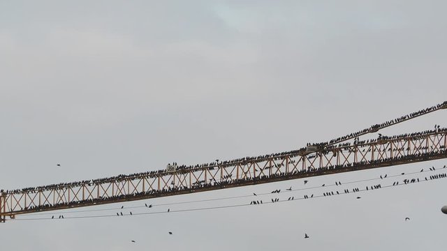 Flocks of birds on a construction crane preparing to emigrate to warm countries
