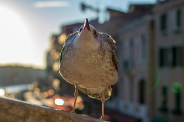 Portrait of a Seagull 