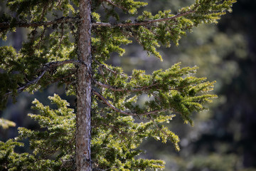 Mount Rainier National Park, WA, USA. 