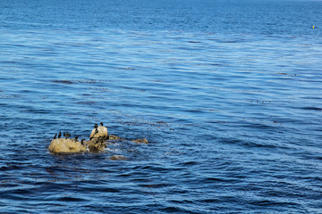 Fototapeta premium Blue Sea