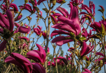 Lot of large pink flowers and buds Magnolia Susan (Magnolia liliiflora x Magnolia stellata)  on a clear sunny day. Selective focus. Nature concept for design © MarinoDenisenko