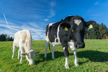 funny cow Portrait in the Allgaeu near Oberstaufen