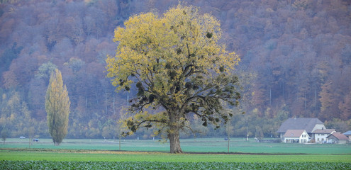 Field And Tree