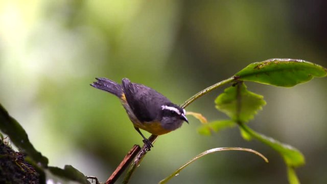 Bird Bananaquit (Coereba flaveola) on a leaf. Look to the left and down, Sings and fly.