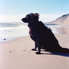 Making sure my master won't drown while surfing