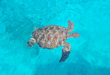 Obraz premium Sea turtle swims in clear water
