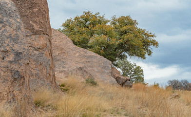 Green and gold trees stand behind huge boulders in a field of dry grass on a stormy day.