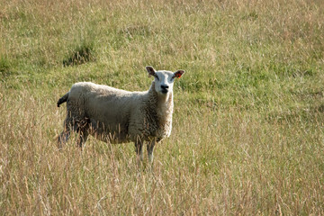 Obraz premium sheep grazing in open farmland