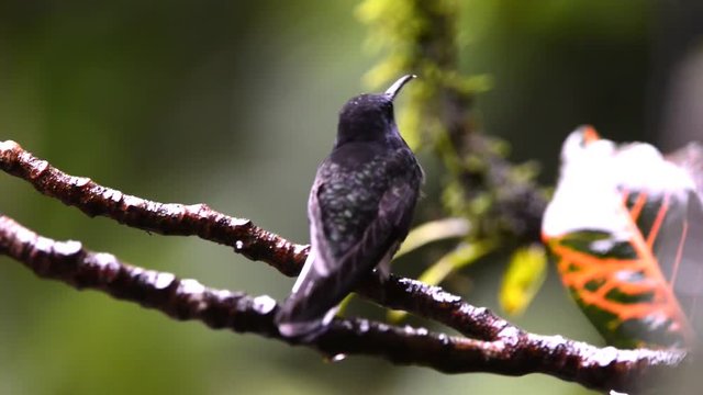 Close up on a hummingbird perched on a branch. Several others flys around. The twig moves because of the strong wind.