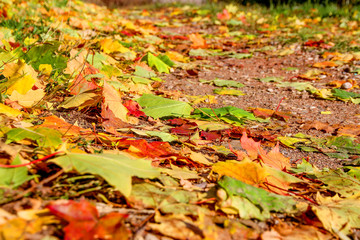 Solar autumn in the park Tsaritsyno in Moscow
