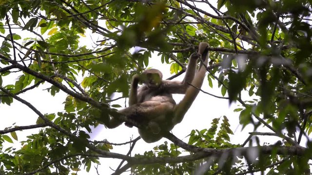 Male Northern Muriqui Monkey (Brachyteles hypoxanthus) on a branch high in the tree. His ass held on one of the branches. Turns and scratches his back.