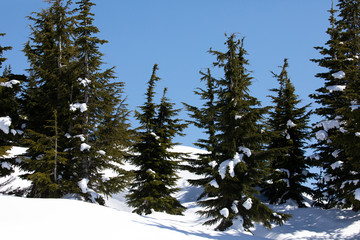 Mount Rainier National Park, WA, USA. 